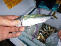 夜の兵突中サバや夜寄るサビキ！