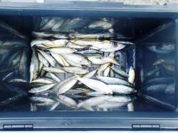  豆から小アジ順調♪　泉大津RT26日あさ…