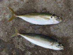 今週も大きなアジが！！【２７日】田ノ浦ＲＴ