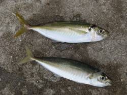 今週も大きなアジが！！【２７日】田ノ浦ＲＴ…