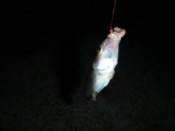 夜の投げ釣りでキス・ＩＮ須磨