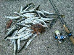 初島周辺にてカマス大爆釣！！