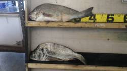 天神崎　フカセでコロダイ＆チヌ