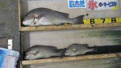 堺漁港　カゴ釣りでコロダイ〜54cm3尾