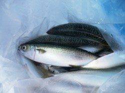 小サバ回遊中☆キスも♪　泉大津RT8日あさ