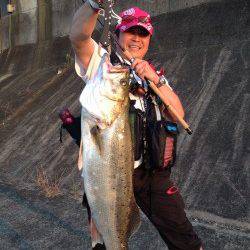 大阪南港、85㎝のシーバスＧＥＴ！