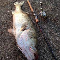 大阪南港、85㎝のシーバスＧＥＴ！