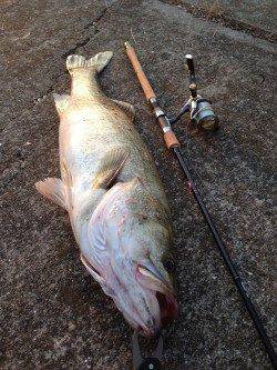 大阪南港、85㎝のシーバスＧＥＴ！