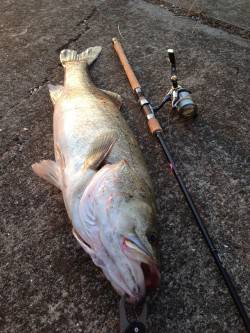 大阪南港、85㎝のシーバスＧＥＴ！