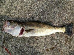 【サビキ上向き・ハネ絶好調】南芦屋浜