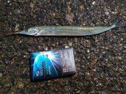 兵庫突堤で飛ばしウキ釣り、サヨリ32匹の釣果☆