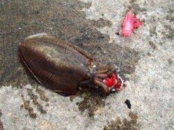 アジ、キスそしてタコ狙いに!?泉大津ＲＴ