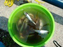 なぎさでも小アジ♪豆アジ♪泉大津RT22日昼