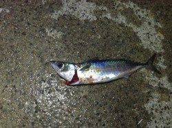 アジュールの大サバまだ釣れてますよ！！