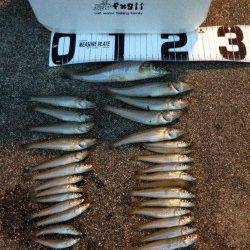 炬口、投げ釣りでキス、サイズは小さめ・・・