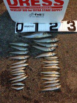 炬口、投げ釣りでキス、サイズは小さめ・・・