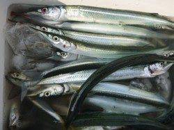 兵突でサヨリ入れ食い！！