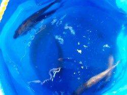 タコ釣れてます♪泉大津ＲＴ。夕方