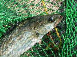 北公園ＲＴ　ガシラ、セイゴ、タコ