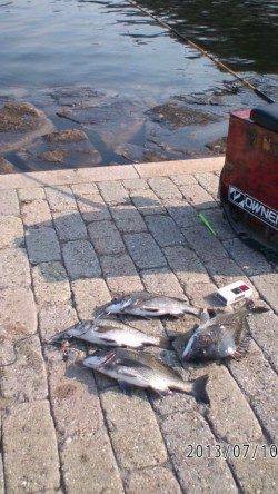 【元気な夏チヌ】芦屋のチヌ情報