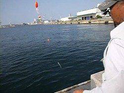 兵突でサヨリ入れ食い！！