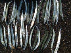 兵庫突堤で飛ばしウキ釣り、サヨリ32匹の釣果☆