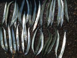 兵庫突堤で飛ばしウキ釣り、サヨリ32匹の釣…