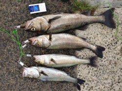 小野浜は投げ釣りも熱い