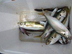 大きなアジが釣れてます！・１５日田ノ浦ＲＴ