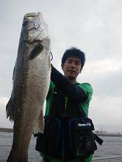 大阪・南港シーバス好調キープ♪