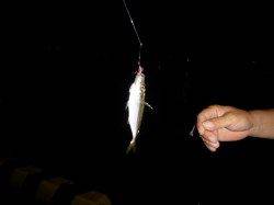 兵突の夜寄るサビキがきてますよ！