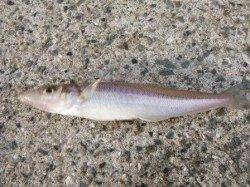 須磨で「キス」良型も・・・。