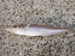  須磨で「キス」良型も・・・。