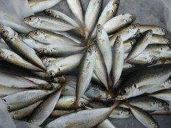 【アジ好調】鳴尾浜ＲＴ！