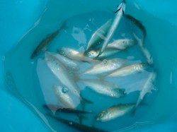 朝の神戸港各ポイント盛り上がってますよ