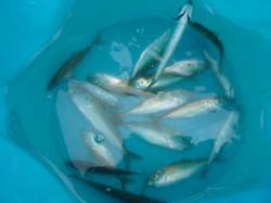 朝の神戸港各ポイント盛り上がってますよ 