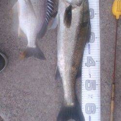 シラサエビでハネとキビレ!南芦屋浜石畳