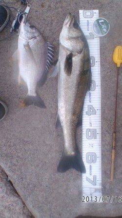 シラサエビでハネとキビレ!南芦屋浜石畳