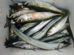 朝の兵突楽しい釣り！