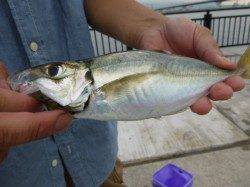 神戸空港　２５ｃｍめくりアジ出た！