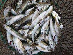 北公園と小野浜　サビキ絶好調