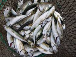 北公園と小野浜　サビキ絶好調 