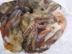 兵突のタコ、イカ、アナゴ