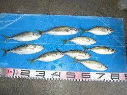 和田防、２１日の釣果