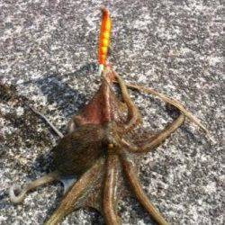 短時間タコ釣行♪（タコやん編）