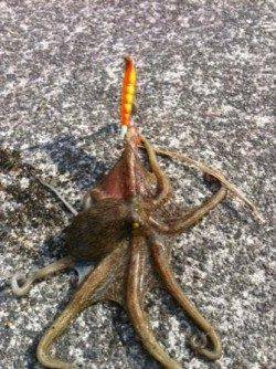 短時間タコ釣行♪（タコやん編）