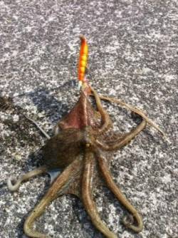 短時間タコ釣行♪（タコやん編） 