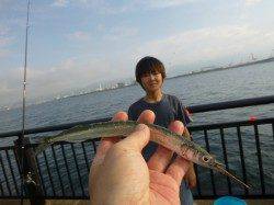 神戸空港ＲＴ　サヨリなど