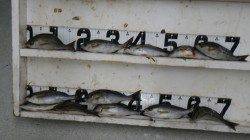 見草漁港　夕マズメにフカセでイサギ12尾