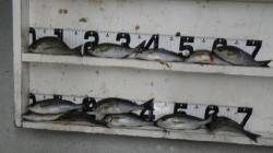 見草漁港 夕マズメにフカセでイサギ12尾